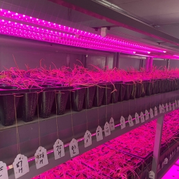 植物工厂